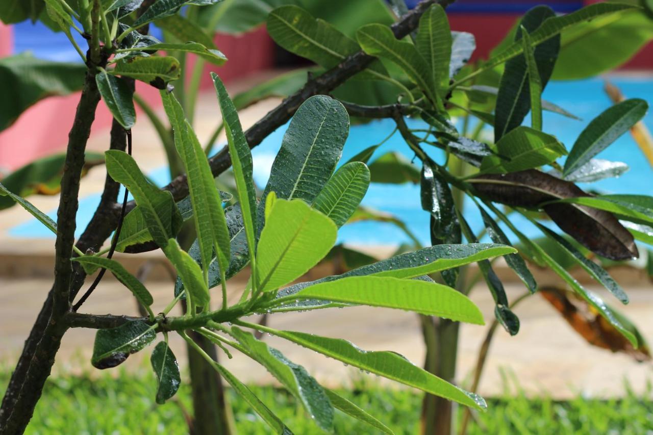 Baridi Villa キウェンワ エクステリア 写真